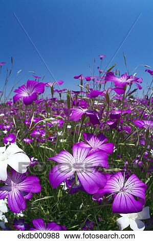 Corncockle flowers and blue sky View Large Photo Image Stock Photo - Corncockle flowers and blue sky. Fotosearch