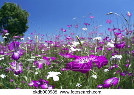 Corncockle flowers and blue sky View Large Photo Image Stock Photography - Corncockle flowers and blue sky. Fotosearch