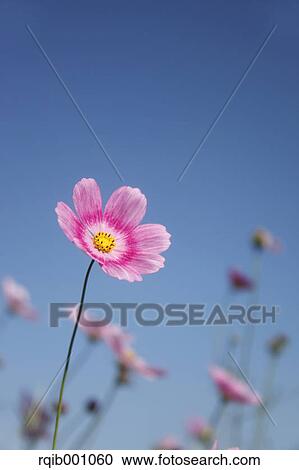 Stock Image - Cosmos flower and blue sky. Fotosearch