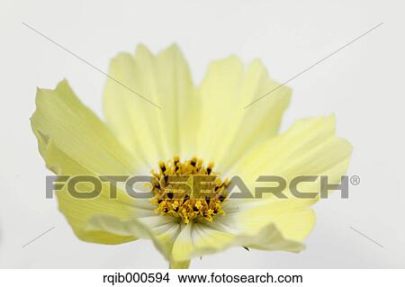 Picture - Cosmos flower. Fotosearch