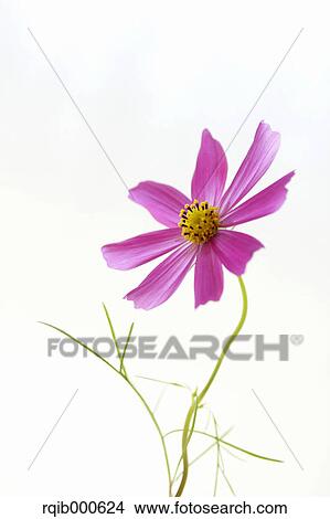 Picture - Cosmos flower. Fotosearch