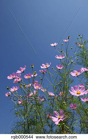 Picture - Cosmos flowers and blue sky. Fotosearch