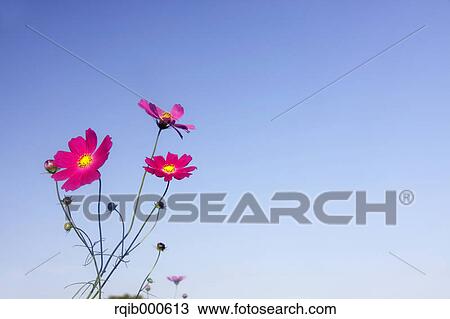 Cosmos flowers and blue sky View Large Photo Image Stock Image - Cosmos flowers and blue sky. Fotosearch