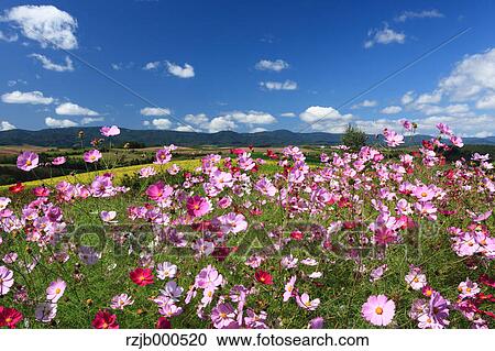 Cosmos flowers and blue sky View Large Photo Image Stock Image - Cosmos flowers and blue sky. Fotosearch
