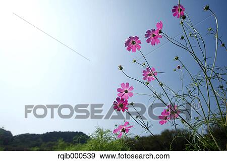 Stock Photo - Cosmos flowers and blue sky. Fotosearch