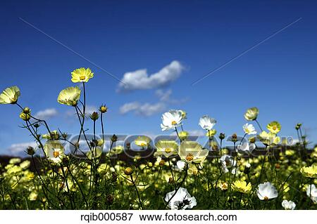 Stock Photo - Cosmos flowers and blue sky. Fotosearch
