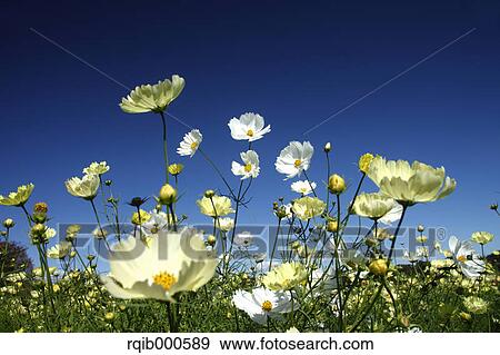 Cosmos flowers and blue sky View Large Photo Image Stock Photo - Cosmos flowers and blue sky. Fotosearch