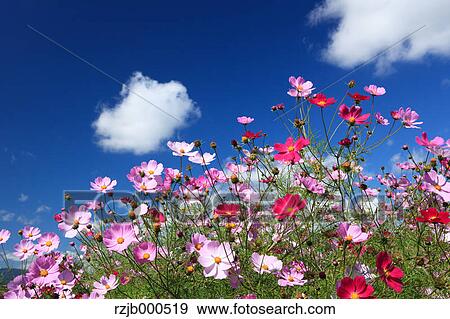 Cosmos flowers and blue sky View Large Photo Image Stock Photo - Cosmos flowers and blue sky. Fotosearch