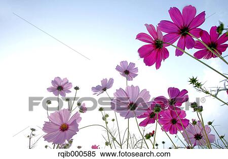Stock Photography - Cosmos flowers and blue sky. Fotosearch