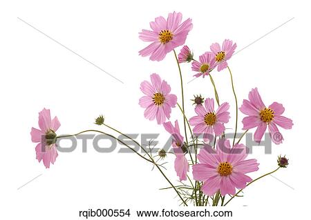 Cosmos flowers View Large Photo Image Picture - Cosmos flowers. Fotosearch