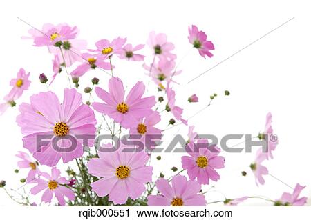 Stock Image - Cosmos flowers. Fotosearch