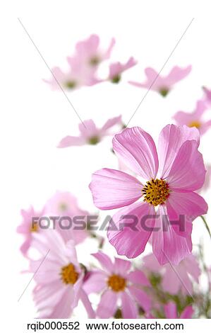 Stock Image - Cosmos flowers. Fotosearch