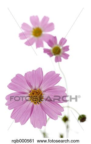 Stock Image - Cosmos flowers. Fotosearch