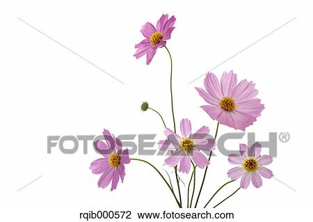 Cosmos flowers View Large Photo Image Stock Image - Cosmos flowers. Fotosearch