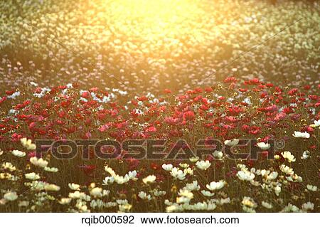 Cosmos flowers View Large Photo Image Stock Image - Cosmos flowers. Fotosearch