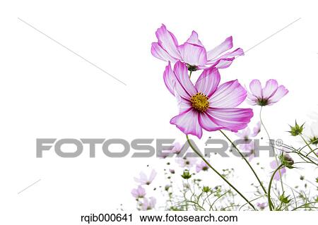 Cosmos flowers View Large Photo Image Stock Image - Cosmos flowers. Fotosearch