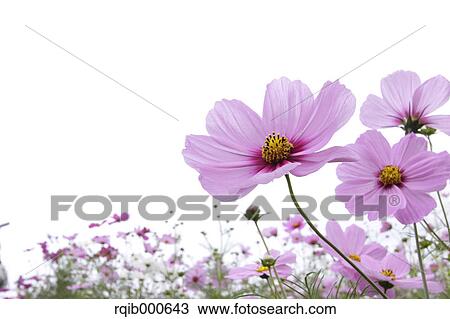 Cosmos flowers View Large Photo Image Stock Image - Cosmos flowers. Fotosearch