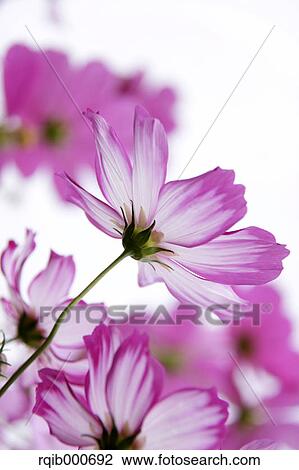 Stock Image - Cosmos flowers. Fotosearch