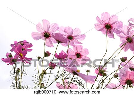 Cosmos flowers View Large Photo Image Stock Image - Cosmos flowers. Fotosearch