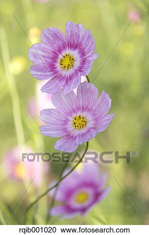 Cosmos flowers View Large Photo Image Stock Image - Cosmos flowers. Fotosearch