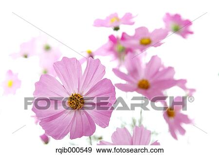 Cosmos flowers View Large Photo Image Stock Photo - Cosmos flowers. Fotosearch
