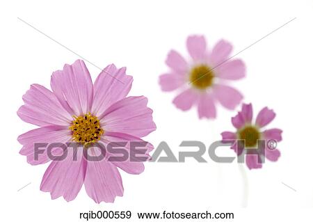 Cosmos flowers View Large Photo Image Stock Photo - Cosmos flowers. Fotosearch