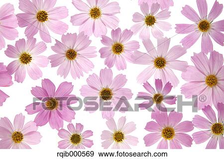 Stock Photo - Cosmos flowers. Fotosearch