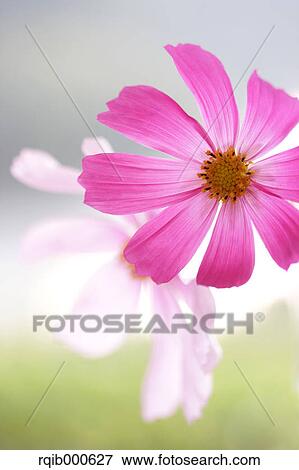 Stock Photo - Cosmos flowers. Fotosearch
