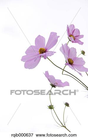 Stock Photo - Cosmos flowers. Fotosearch