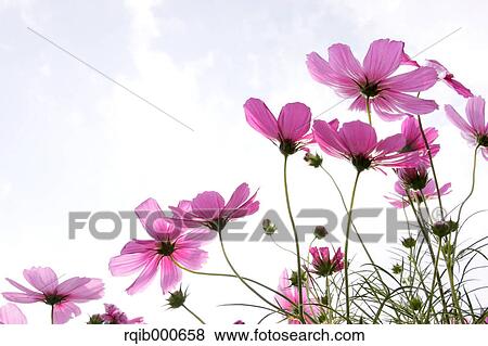 Cosmos flowers View Large Photo Image Stock Photo - Cosmos flowers. Fotosearch