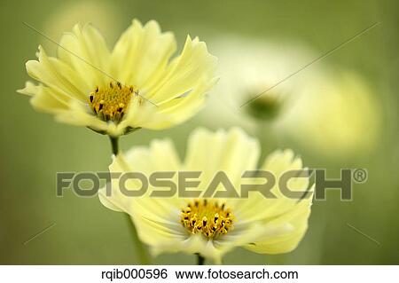 Stock Photograph - Cosmos flowers. Fotosearch