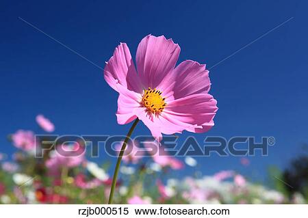 Stock Photography - Cosmos. Fotosearch