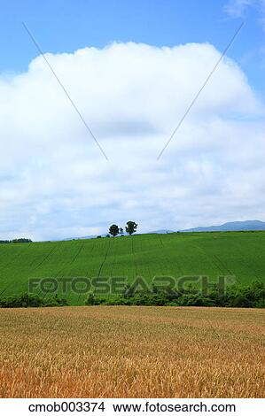 Countryside, Hokkaido View Large Photo Image Picture - Countryside, Hokkaido. Fotosearch