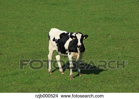 Cow in a field, Hokkaido View Large Photo Image Picture - Cow in a field, Hokkaido. Fotosearch