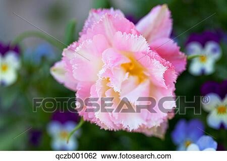 Crispion Sweet flower View Large Photo Image Stock Image - Crispion Sweet flower. Fotosearch