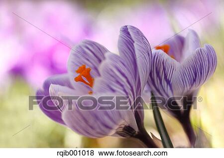 Stock Photo - Crocus flowers. Fotosearch