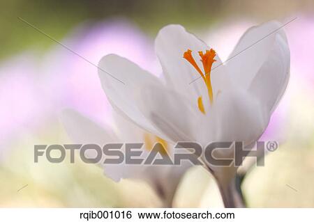 Crocus flowers View Large Photo Image Stock Photograph - Crocus flowers. Fotosearch