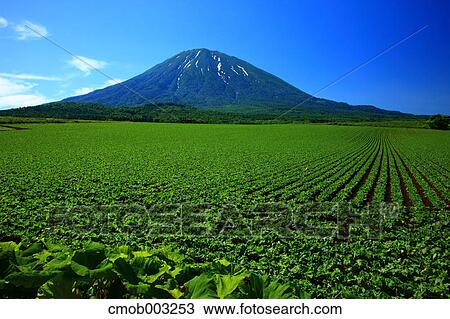 Cultivated fields and Mount Yotei, Hokkaido View Large Photo Image Stock Image - Cultivated fields and Mount Yotei, Hokkaido. Fotosearch
