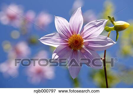 Dahlia flower View Large Photo Image Stock Photo - Dahlia flower. Fotosearch