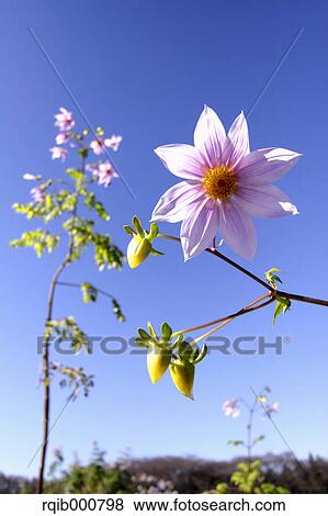 Dahlia flowers and blue sky View Large Photo Image Stock Photo - Dahlia flowers and blue sky. Fotosearch