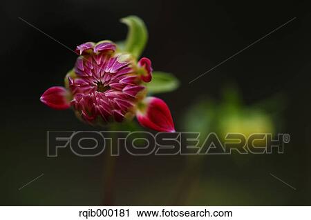 Stock Image - Dahlia. Fotosearch