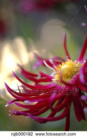 Dahlia View Large Photo Image Stock Image - Dahlia. Fotosearch