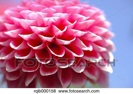 Stock Photo - Dahlia. Fotosearch