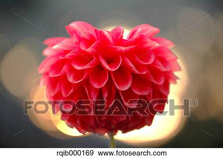 Stock Photo - Dahlia. Fotosearch