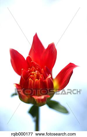 Stock Photo - Dahlia. Fotosearch