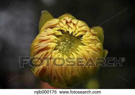 Stock Photography - Dahlia. Fotosearch