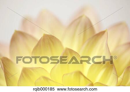 Dahlia View Large Photo Image Stock Photography - Dahlia. Fotosearch