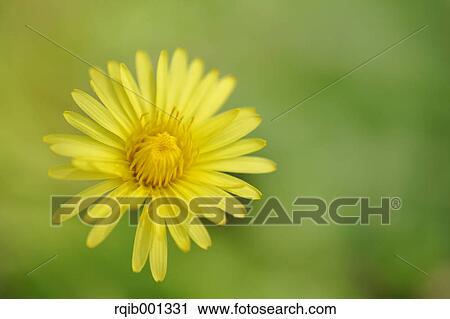 Stock Image - Dandelion flower. Fotosearch