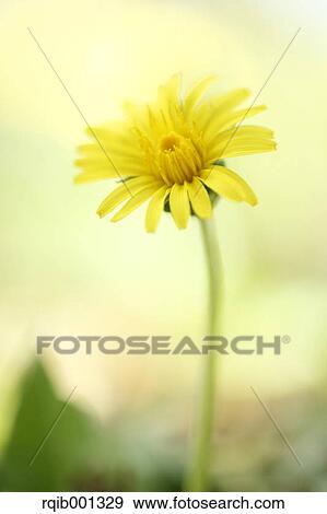 Stock Photo - Dandelion flower. Fotosearch