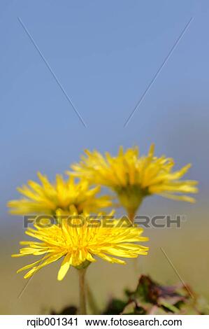 Stock Image - Dandelion flowers. Fotosearch